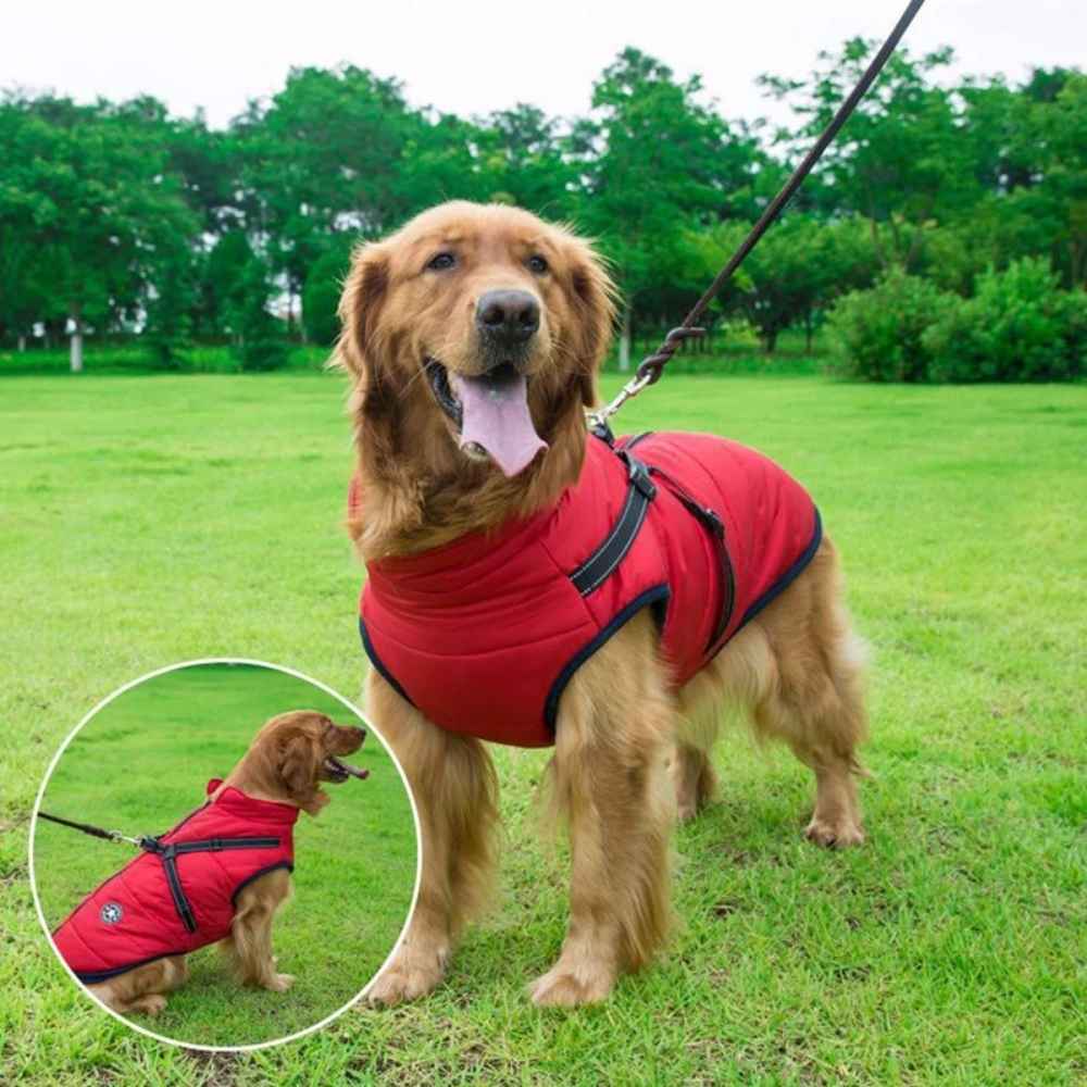 Doudoune fashion pour chien