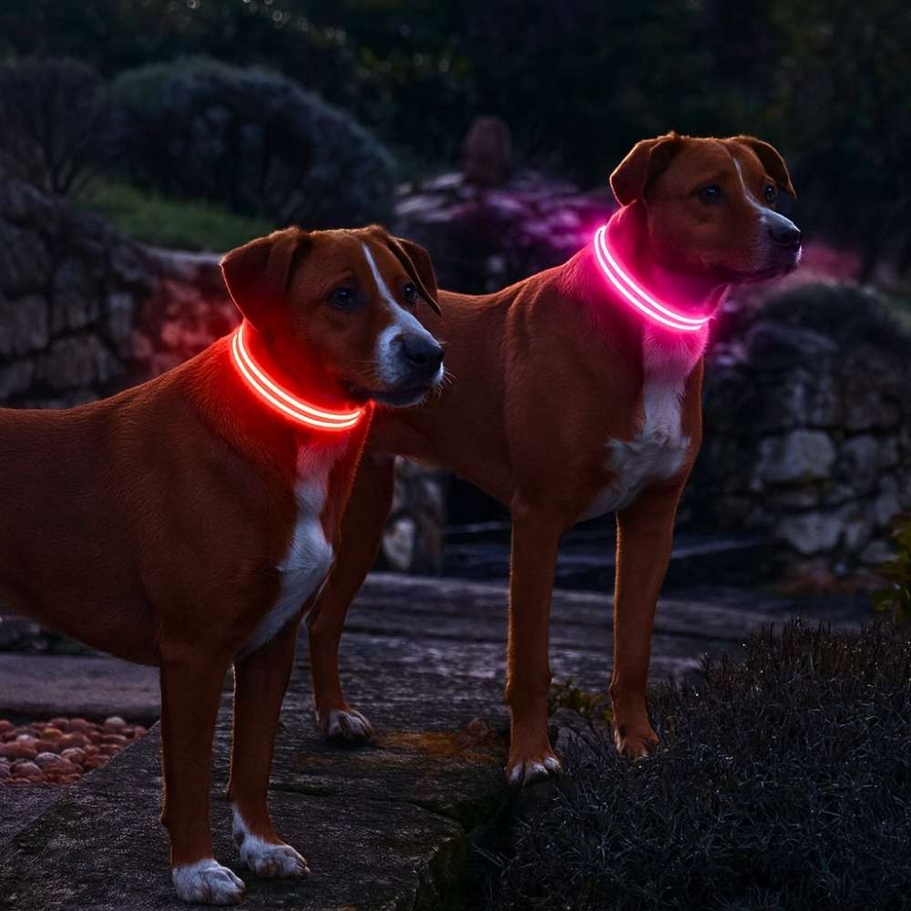 Collier lumineux de sécurité pour animaux